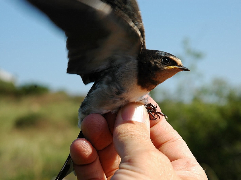Barn Swallow, Sundre 20080516